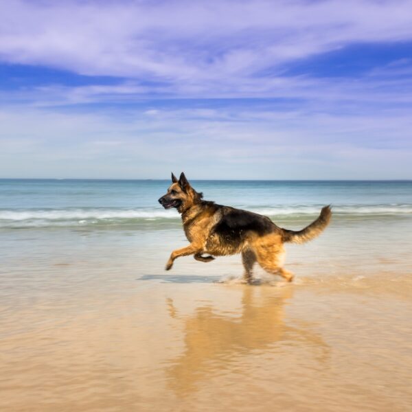 Chiens acceptés dans le Gîte La Golondrina dans l'Hérault à Frontignan Plage au bord de la Méditerranée