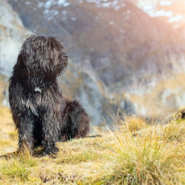 Chiens acceptés dans le Gîte Chic-Chocs - Maison L'Aiguille à Laye dans les Hautes Alpes en PACA