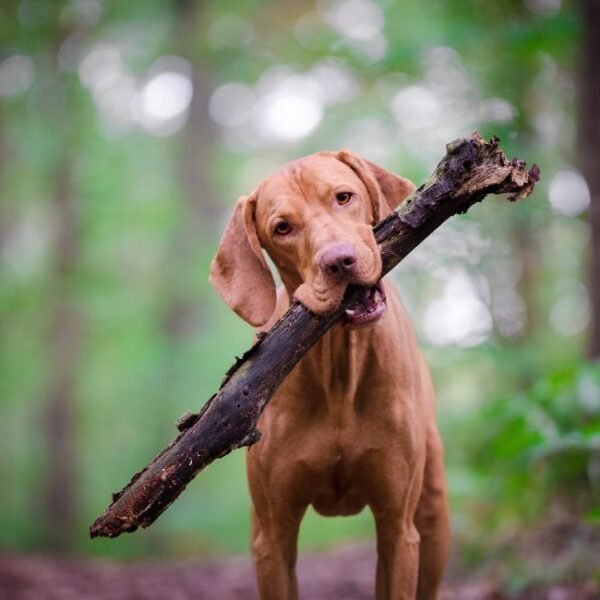 Chien en balade dans la forêt près des Gîtes Les Chalets du Roc à Alzon dans le Gard dans les Cévennes