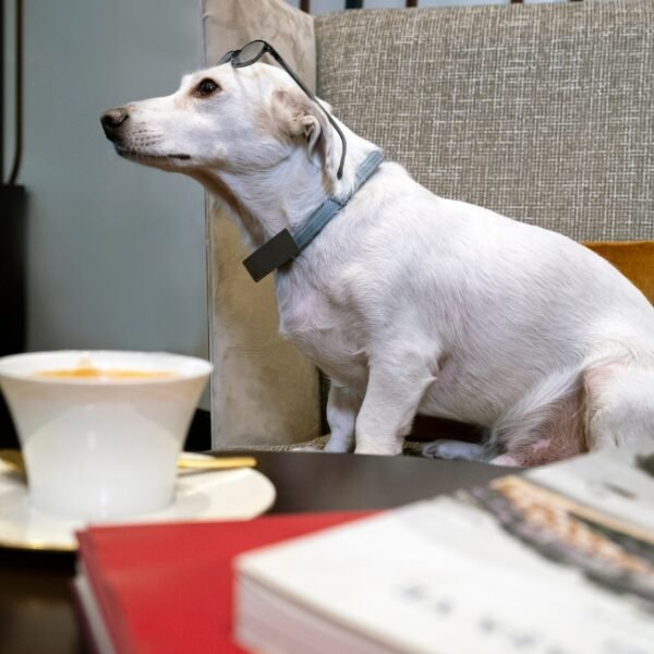 Chien admis dans la salle du restaurant pour le petit déjeuner à l'Hôtel Littéraire Stendhal à Nancy en Lorraine dans le Grand Est en France