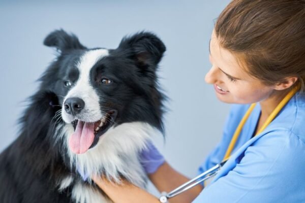 Por que marcar uma consulta com o veterinário antes das férias?