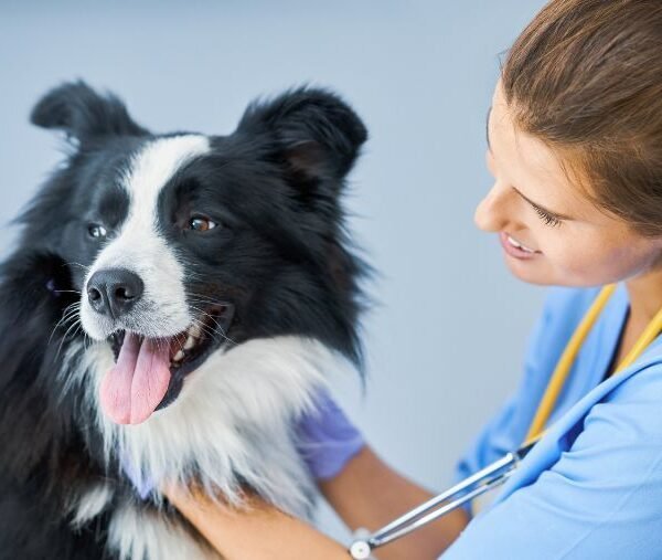 Cachorro no veterinário sendo examinado