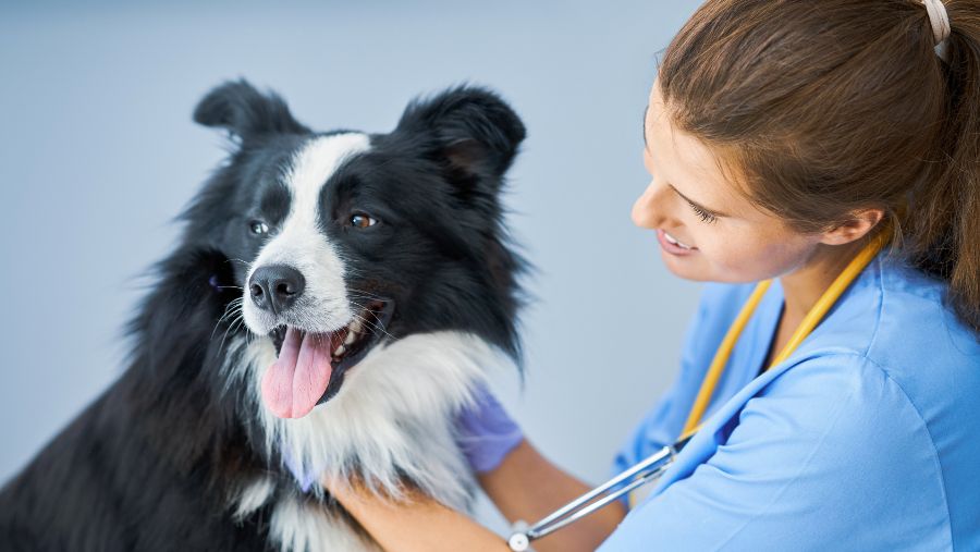 Why make an appointment with the veterinarian before the holidays?