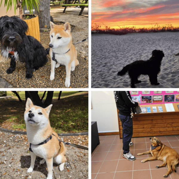 image avec plusieurs chiens qui profitent de leurs vacances au village VVF Soulac sur Mer.