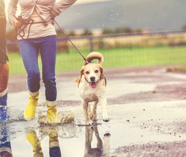 vacances chien sous la pluie