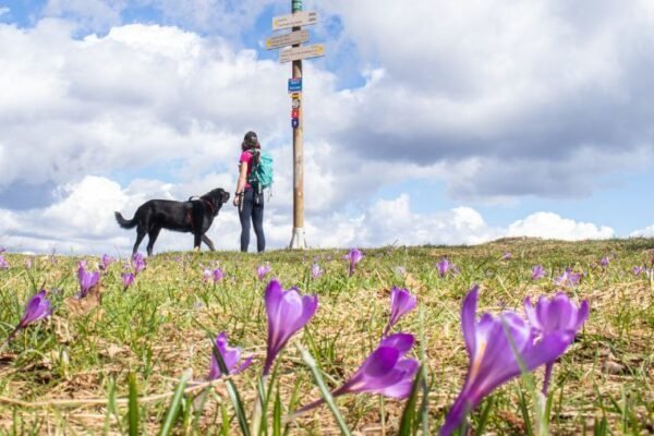 les montagnes du jura avec un chien - randonnée les monts d'ain