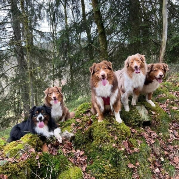 chiens en vacances chalet peyto dans les Vosges
