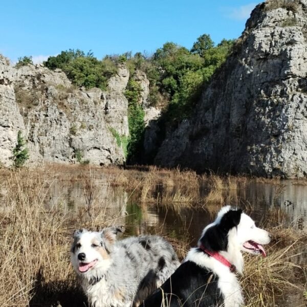 Les chiens sont acceptés au Gîte La Maison de Vigne dans l'Aveyron au cœur du Parc naturel des Grands Causses sur le Larzac près de Millau