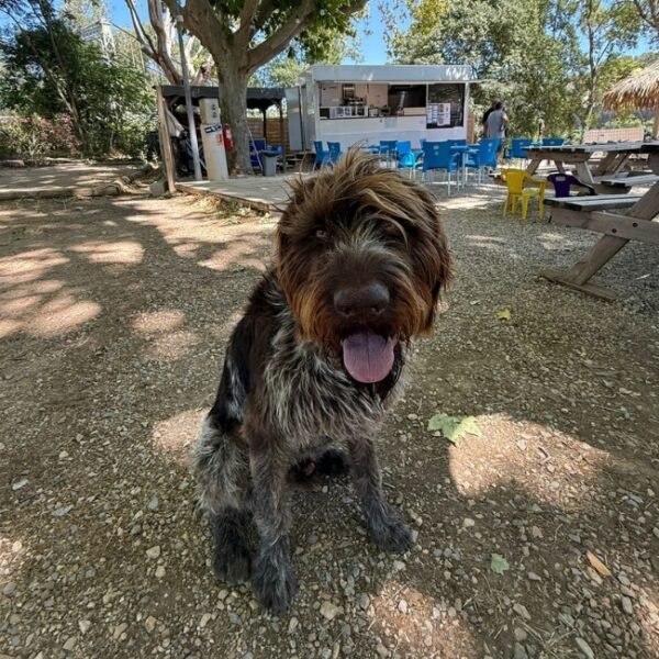 Chien acceptés au Camping la Plage de l'Orb à Cessenon sur Orb dans l'Hérault en Occitanie