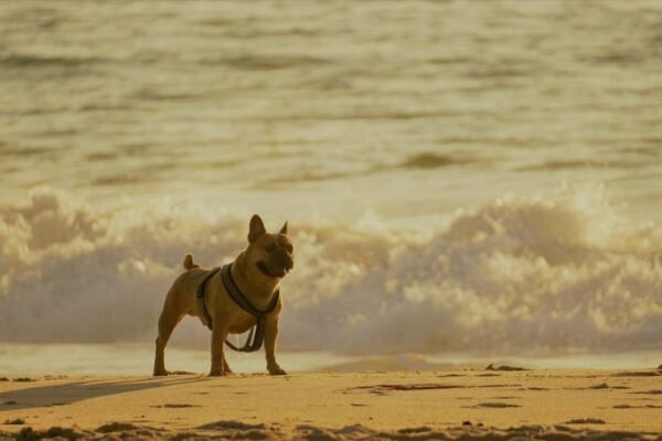 Voyager avec un bouledogue français, nos meilleurs conseils