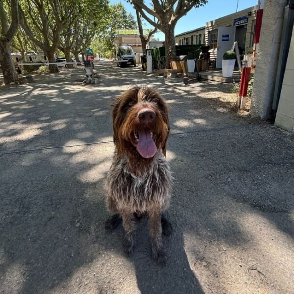 Chien acceptés au Camping la Plage de l'Orb à Cessenon sur Orb dans l'Hérault en Occitanie