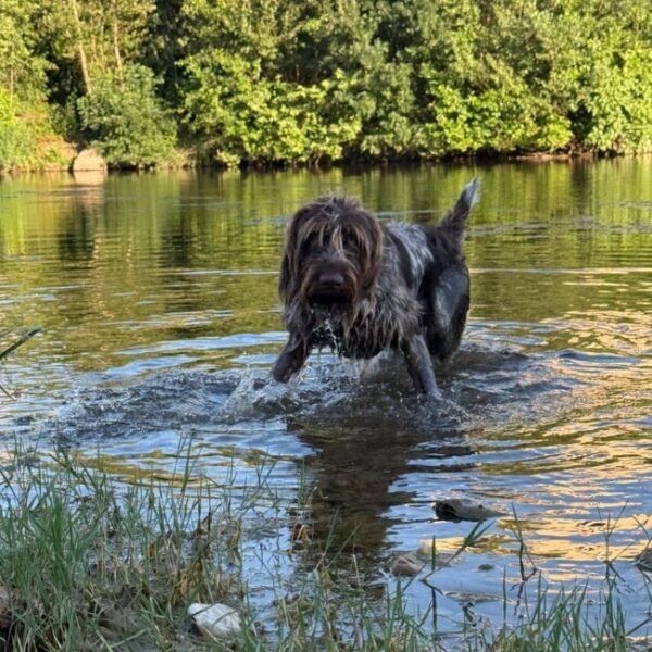 Chien dans l'eau au Camping la Plage de l'Orb à Cessenon sur Orb dans l'Hérault en Occitanie