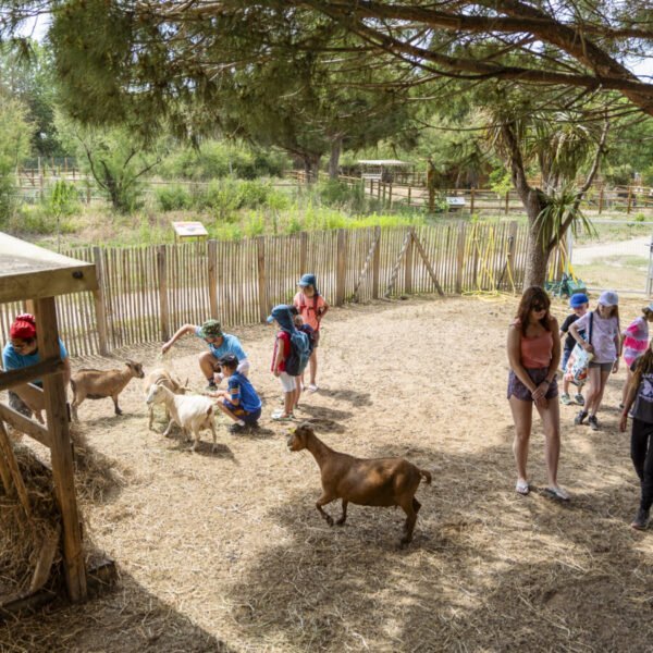 Mini ferme du Camping Sunelia Les Sablons dans l'Hérault à Portiragnes au bord de la Méditerranée en Occitanie