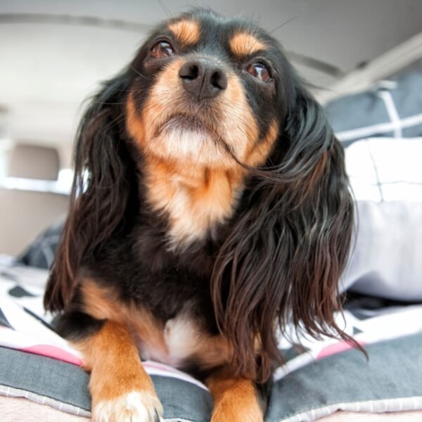 Les chiens sont acceptés au Camping l'Oliveraie à Laurens près de Bédarieux dans l'Hérault et le Haut Languedoc