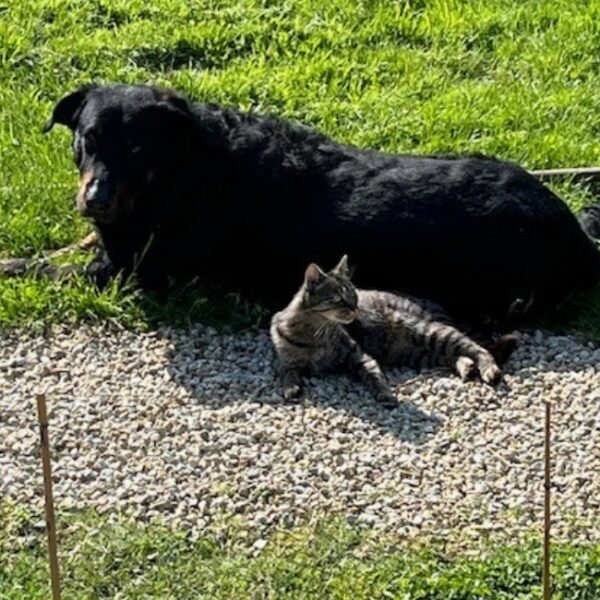 Animaux dans le jardin des Gîtes de la Marette en Bretagne près de Brocéliande dans les Cotes d'Armor