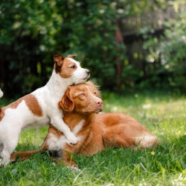 Chiens qui jouent dans le jardin clos du Gite Paddy's Cottage en Normandie à Clécy dans le Calvados