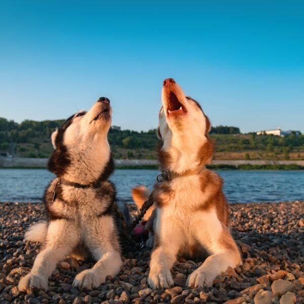 Husky qui vocalisent sur la plage du Rivière près du Camping la Plage de l'Orb à Cessenon sur Orb dans l'Hérault en Occitanie