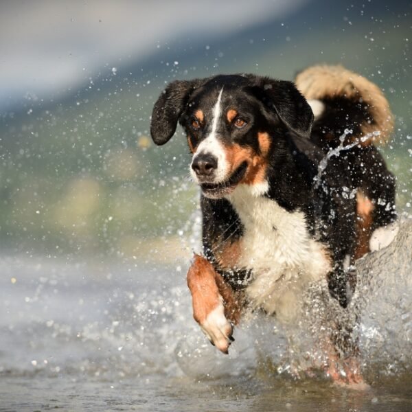 Chien qui joue dans la rivière à côté du Rivière près du Camping la Plage de l'Orb à Cessenon sur Orb dans l'Hérault en Occitanie