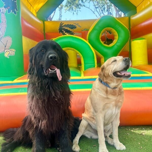 Chiens en vacances au Camping la Plage de l'Orb à Cessenon sur Orb dans l'Hérault en Occitanie