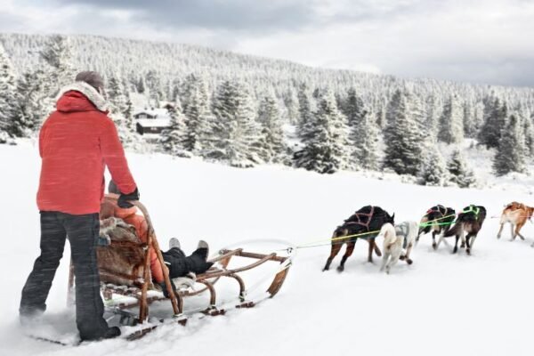 Expérience insolite : faire du chien de traîneau dans les Alpes et ailleurs