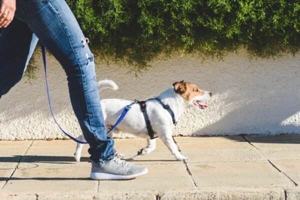 Où et quand promener son chien en liberté, sans laisse ?