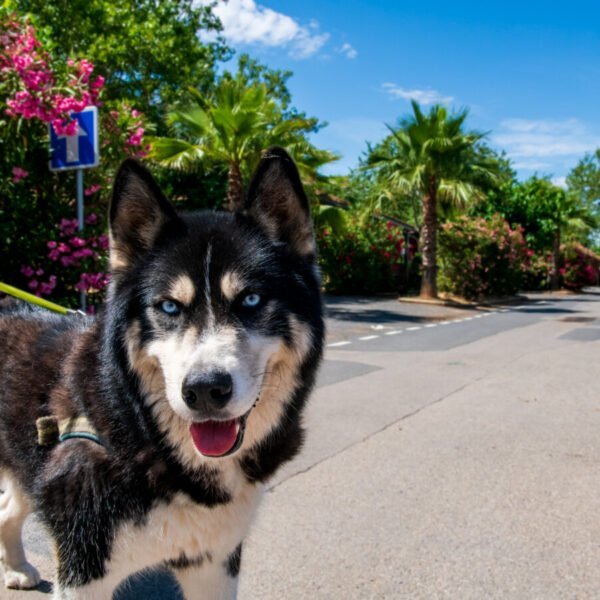 Les chiens sont acceptés au Camping Sunelia Les Sablons dans l'Hérault à Portiragnes au bord de la Méditerranée en Occitanie