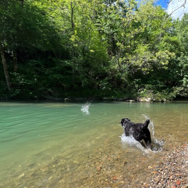 Camping Domaine de la Besse - Pyrénées - Ariège - Camon - Animaux acceptés - Chiens acceptés - EmmeneTonChien.com