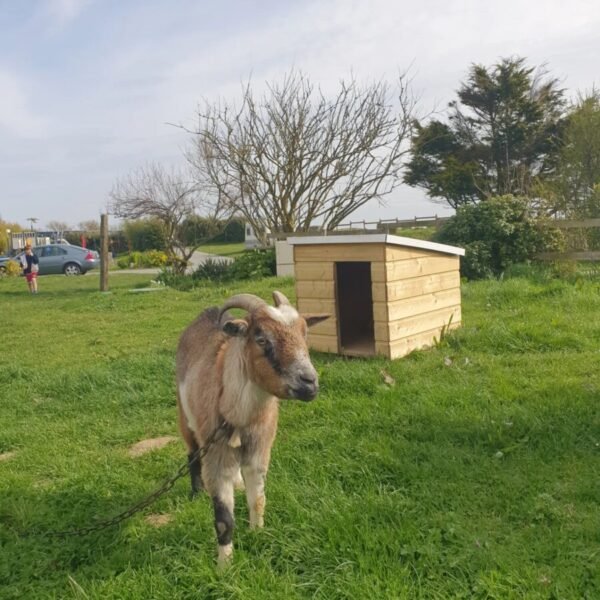 Chèvre de la mini ferme du Camping La Ferme Du Bord de Mer dans le Cotentin au bord de la Manche en Normandie