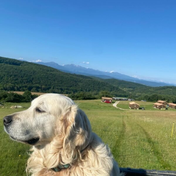 Chien du Camping Domaine de la Besse dans les Pyrénées en Ariège à Camon