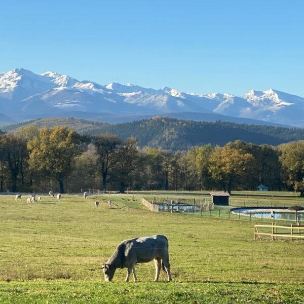 Les champs autour du Camping Domaine de la Besse dans les Pyrénées en Ariège à Camon