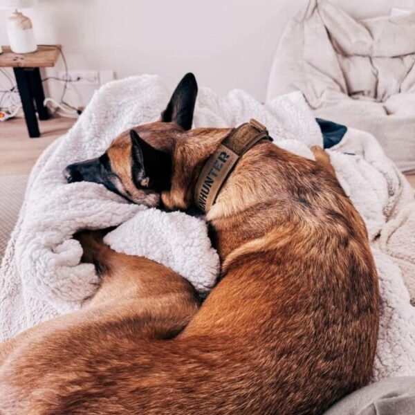 Chien confortablement installé et accepté avec plaisir au Gîte la P'tite Maison dans le Puy de Dôme à Thiers en Auvergne