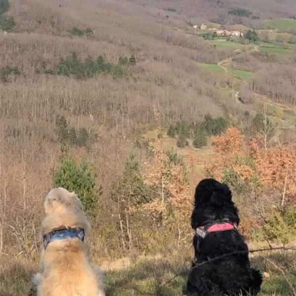 Chiens en balade proche du Camping Domaine de la Besse dans les Pyrénées en Ariège à Camon