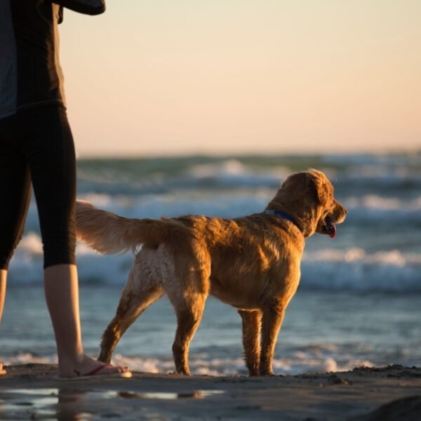 Chien avec son maître sur la plage du Camping La Ferme Du Bord de Mer dans le Cotentin au bord de la Manche en Normandie