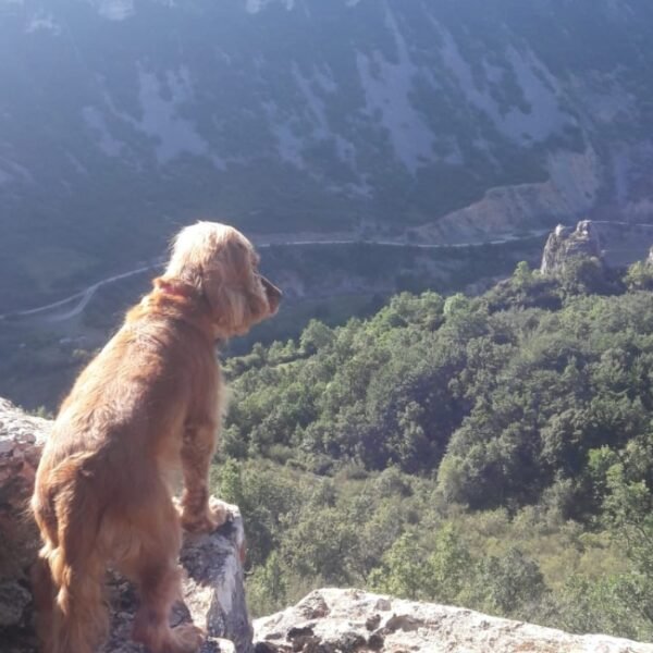 Balade avec un chien proche des Gîtes la Maison d'Omélie en Aveyron à Tournemire proche de Millau en Occitanie