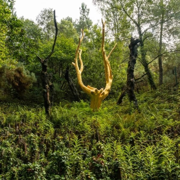 Arbre célèbre de la forêt de Brocéliande près du Gîte Kêr Kakisse en Bretagne à Josselin dans le Morbihan