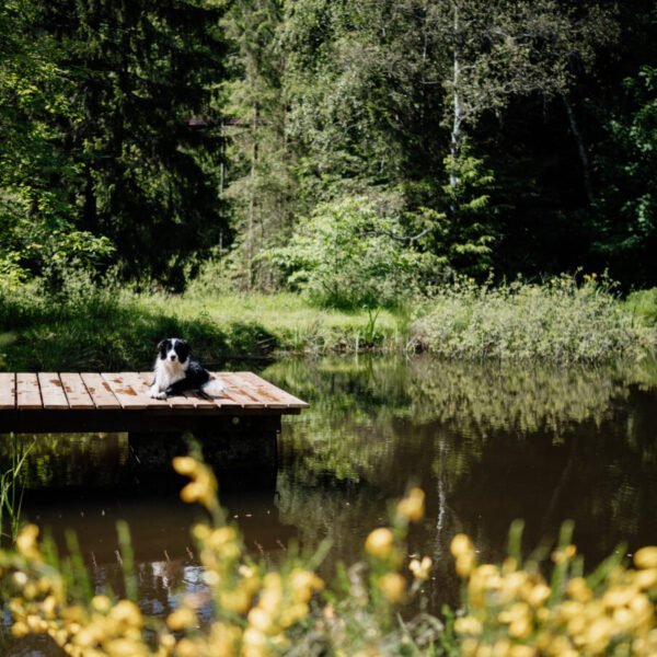 Etang du Chalet Jean des Houx dans les Vosges près de Gérardmer à Sapois