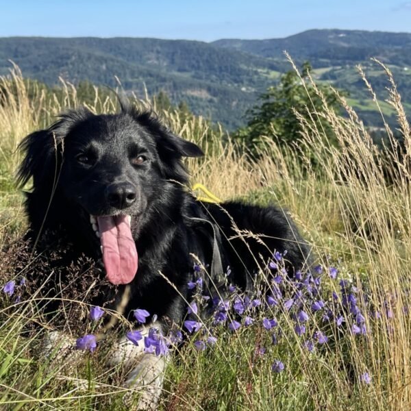 Chien au Chalet Jean des Houx dans les Vosges près de Gérardmer à Sapois