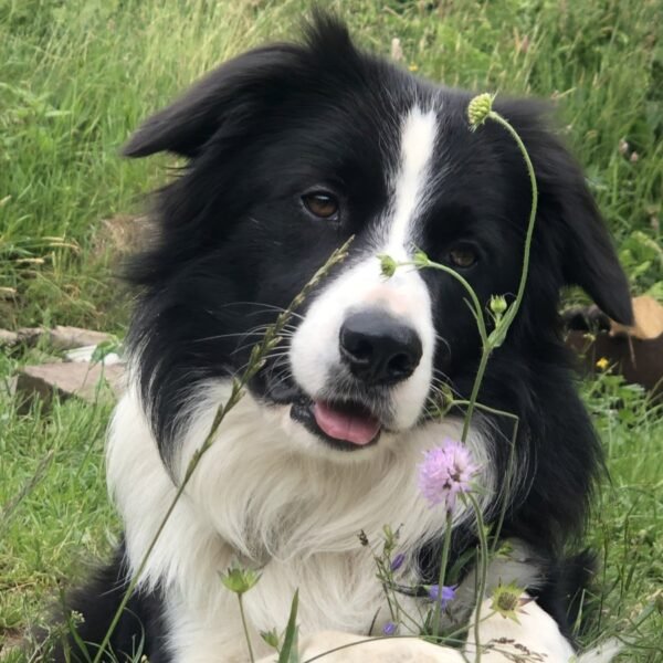 Chien au Chalet Jean des Houx dans les Vosges près de Gérardmer à Sapois