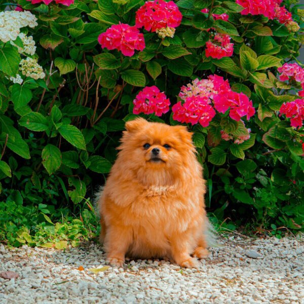 Roxy, la chienne de la la Maison d'Hôtes Clos Marcamps entre Bordeaux et Blaye en Gironde en Nouvelle Aquitaine