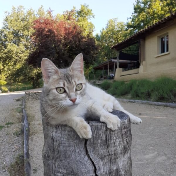 Chat du Glamping Le Camp dans le Tarn et Garonne à Varen proche d'Albi