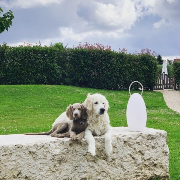 Chiens dans le parc du Manoir de Surville, établissement Haut de Gamme dans l'Eure en Normandie