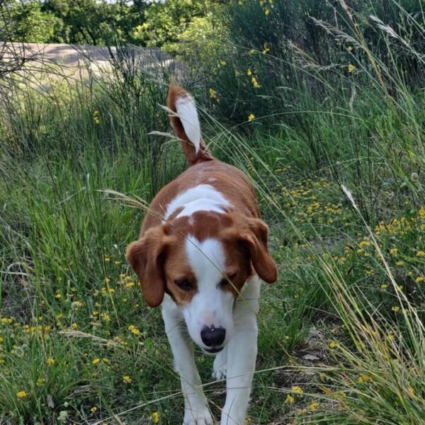 Chien en promenade au Glamping Le Camp dans le Tarn et Garonne à Varen proche d'Albi