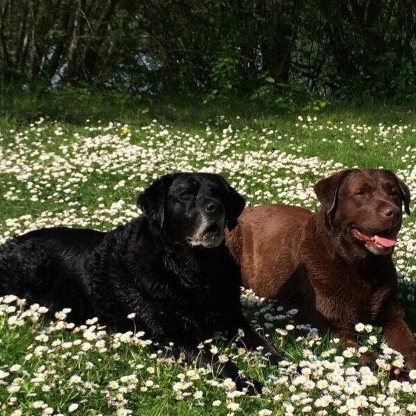 Chiens au Centre Canin Le Parc de l'Aure avec Piscine pour chiens dans la Somme près d'Amiens à Saisseval