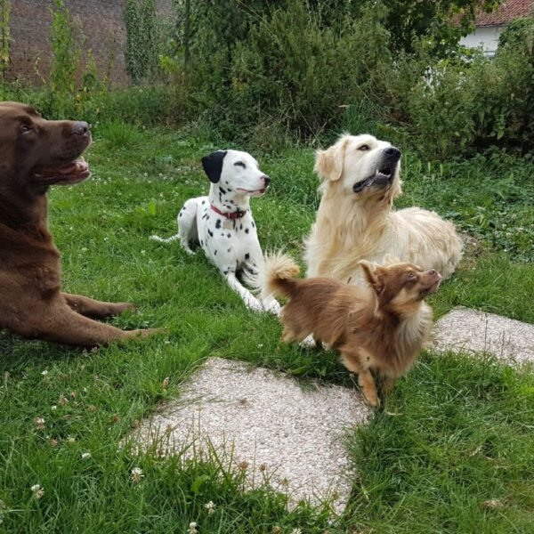 Chiens au Centre Canin Le Parc de l'Aure avec Piscine pour chiens dans la Somme près d'Amiens à Saisseval