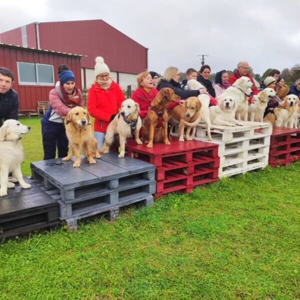 Maitres et Chiens au Centre Canin Le Parc de l'Aure avec Piscine pour chiens dans la Somme près d'Amiens à Saisseval