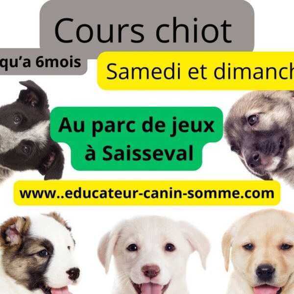 Cours éducation chiots au Chiens au Centre Canin Le Parc de l'Aure avec Piscine pour chiens dans la Somme près d'Amiens à Saisseval