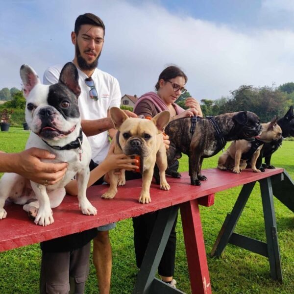 Rencontre inter race au Chiens au Centre Canin Le Parc de l'Aure avec Piscine pour chiens dans la Somme près d'Amiens à Saisseval