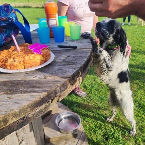 Anniversaire canin au Centre Canin Le Parc de l'Aure avec Piscine pour chiens dans la Somme près d'Amiens à Saisseval