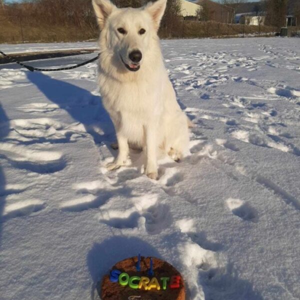 Anniversaire canin au Centre Canin Le Parc de l'Aure avec Piscine pour chiens dans la Somme près d'Amiens à Saisseval