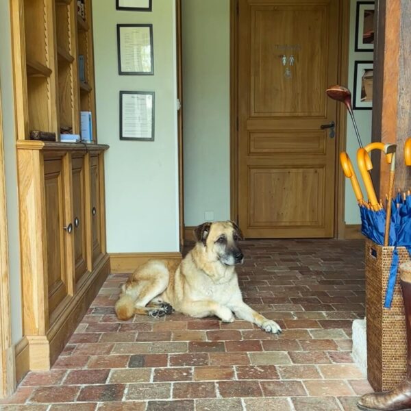 Chien dans le Manoir de Surville, établissement Haut de Gamme dans l'Eure en Normandie